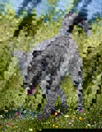Kai_3.jpg (3)