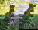 Kai_4.jpg (3)